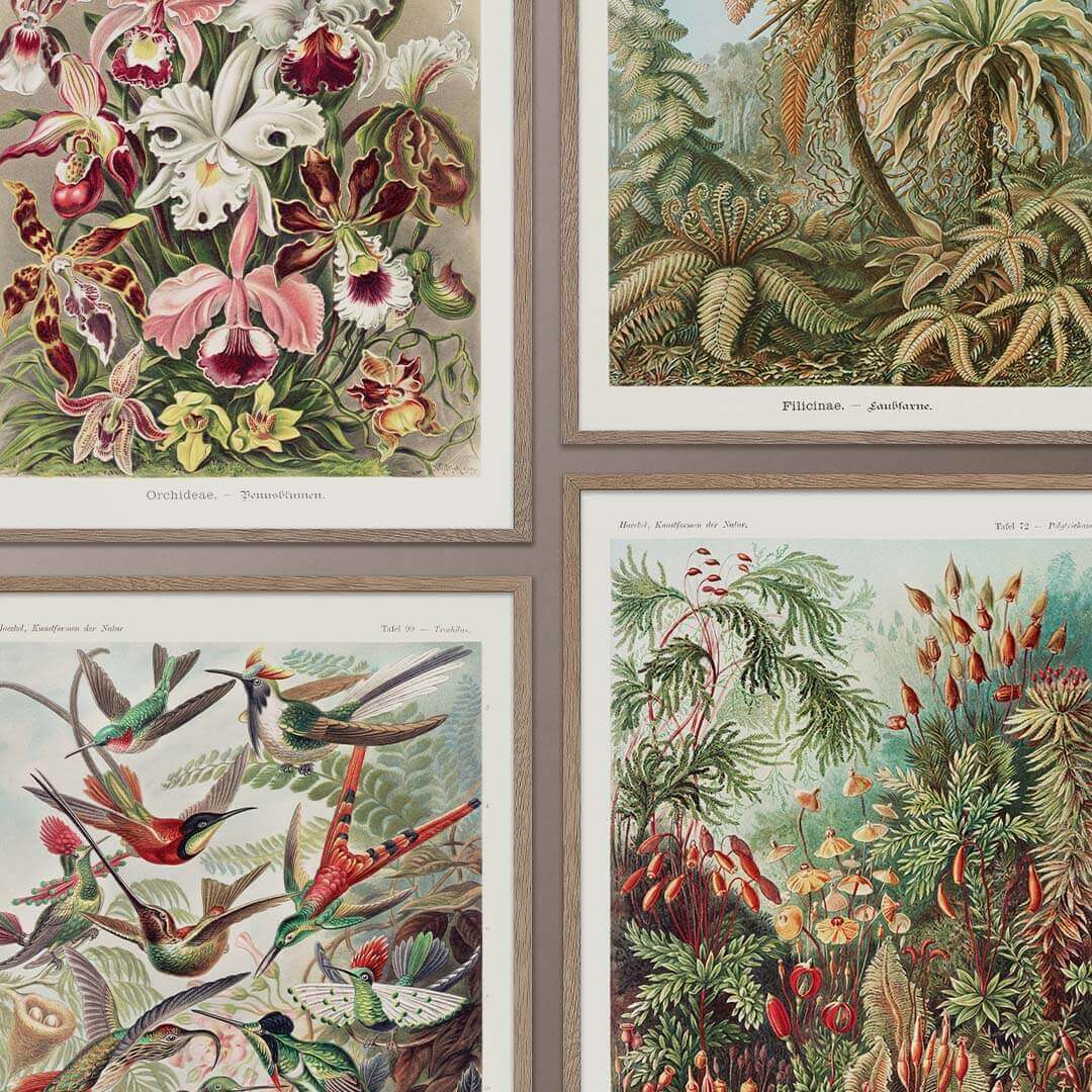 Art Formes in Nature