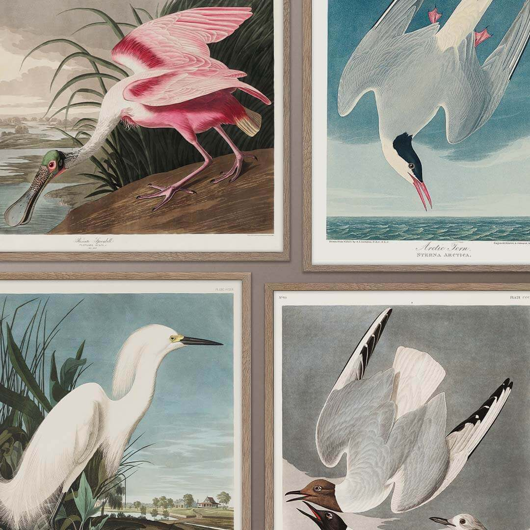 Prints of Birds of America by John James Audubon