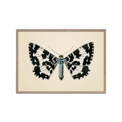 Argent and Sable Moth