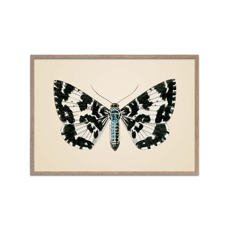 Argent and Sable Moth