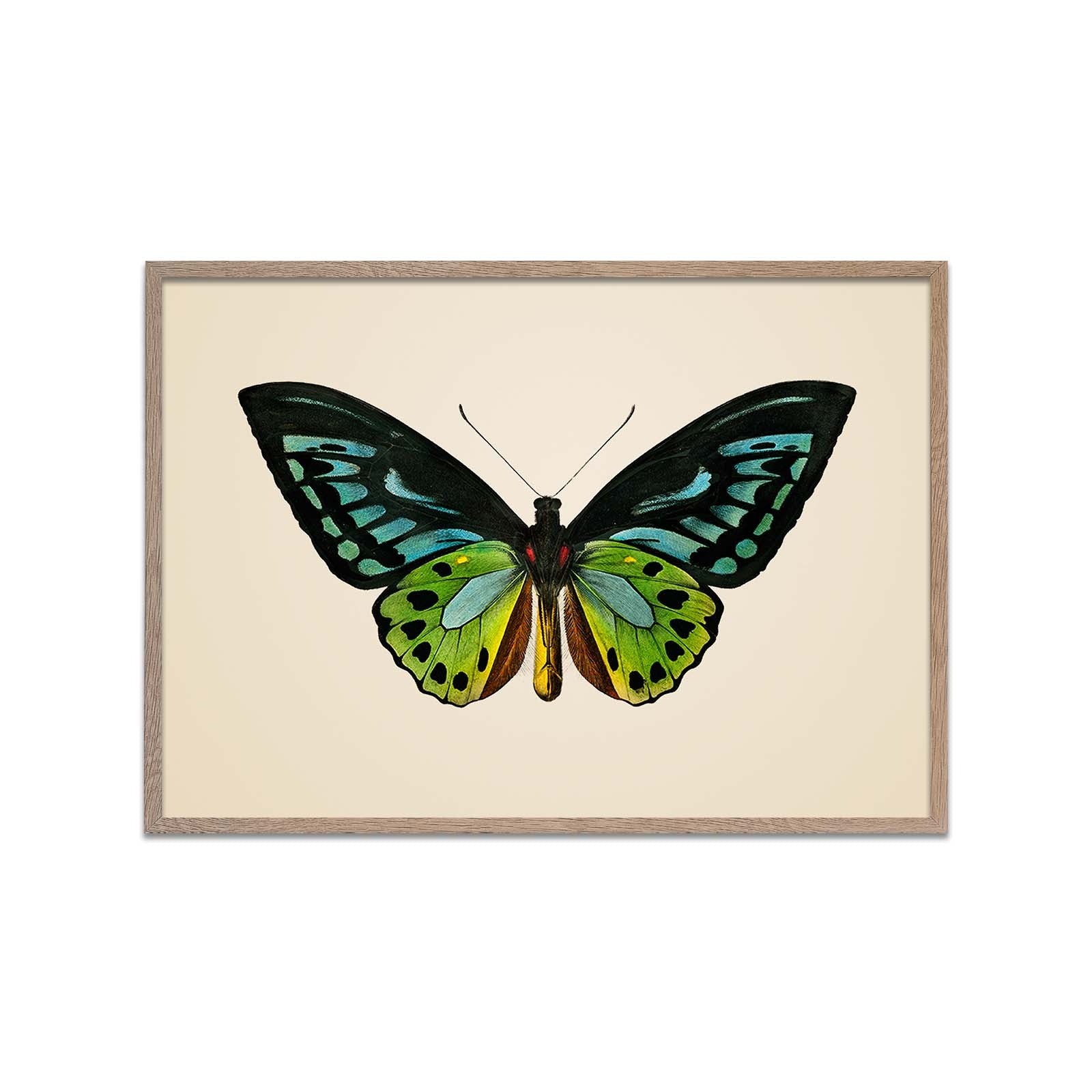 Green Birdwing