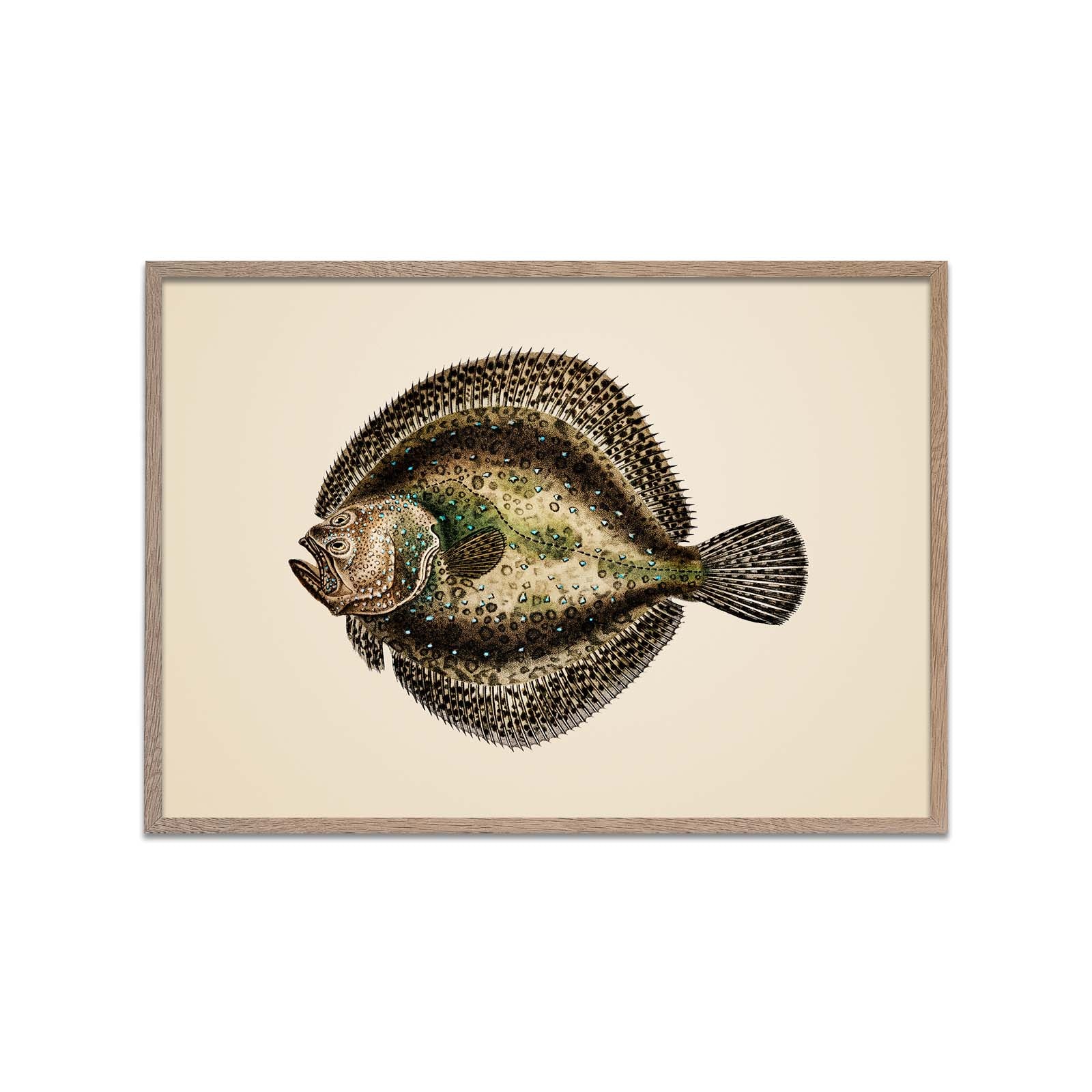 Halibut Fish