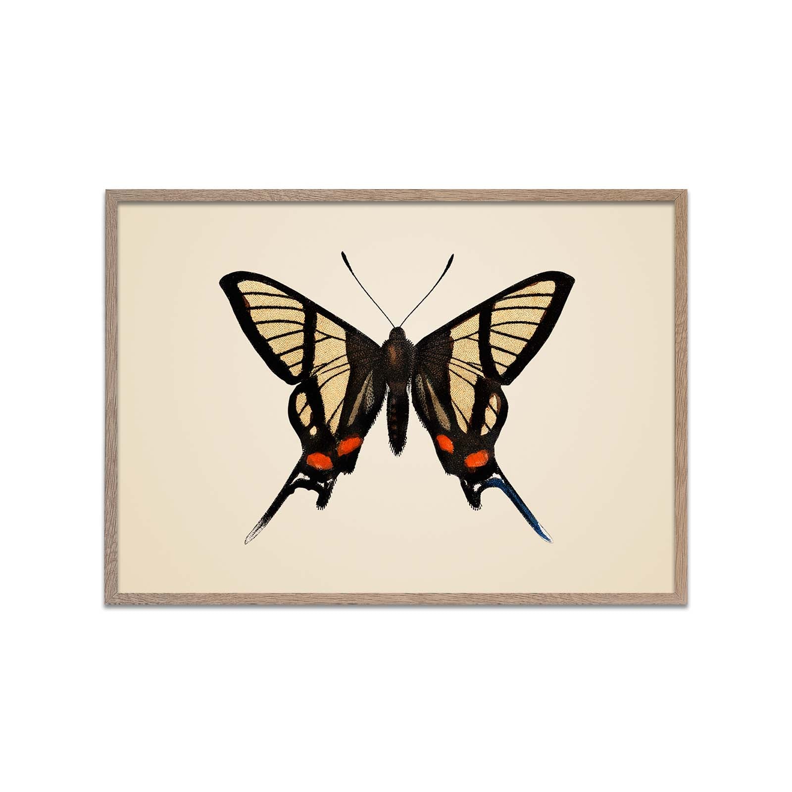 Imperial Butterfly