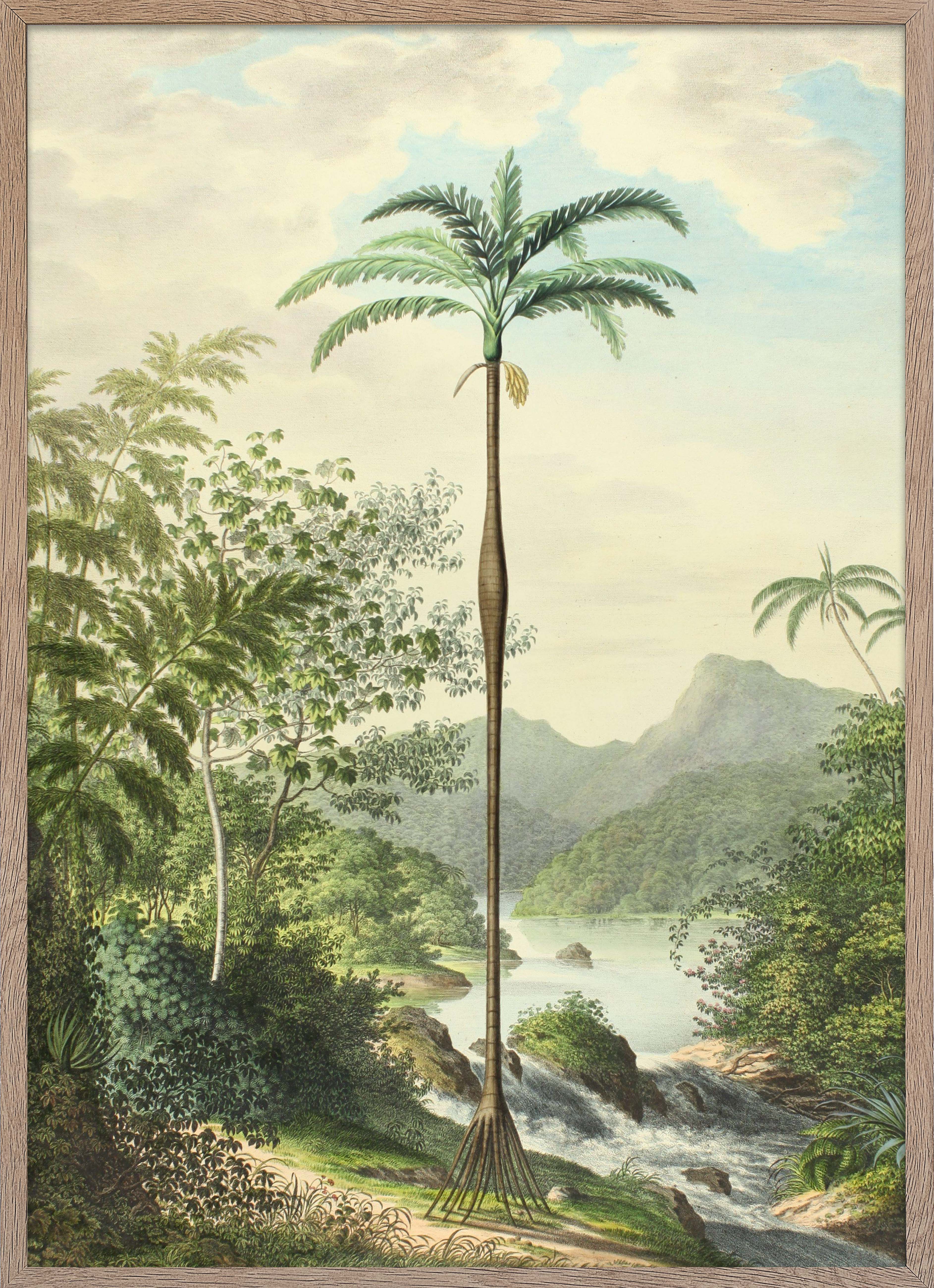 Full art print of Iriartea Ventricosa from Palmarum collection.
