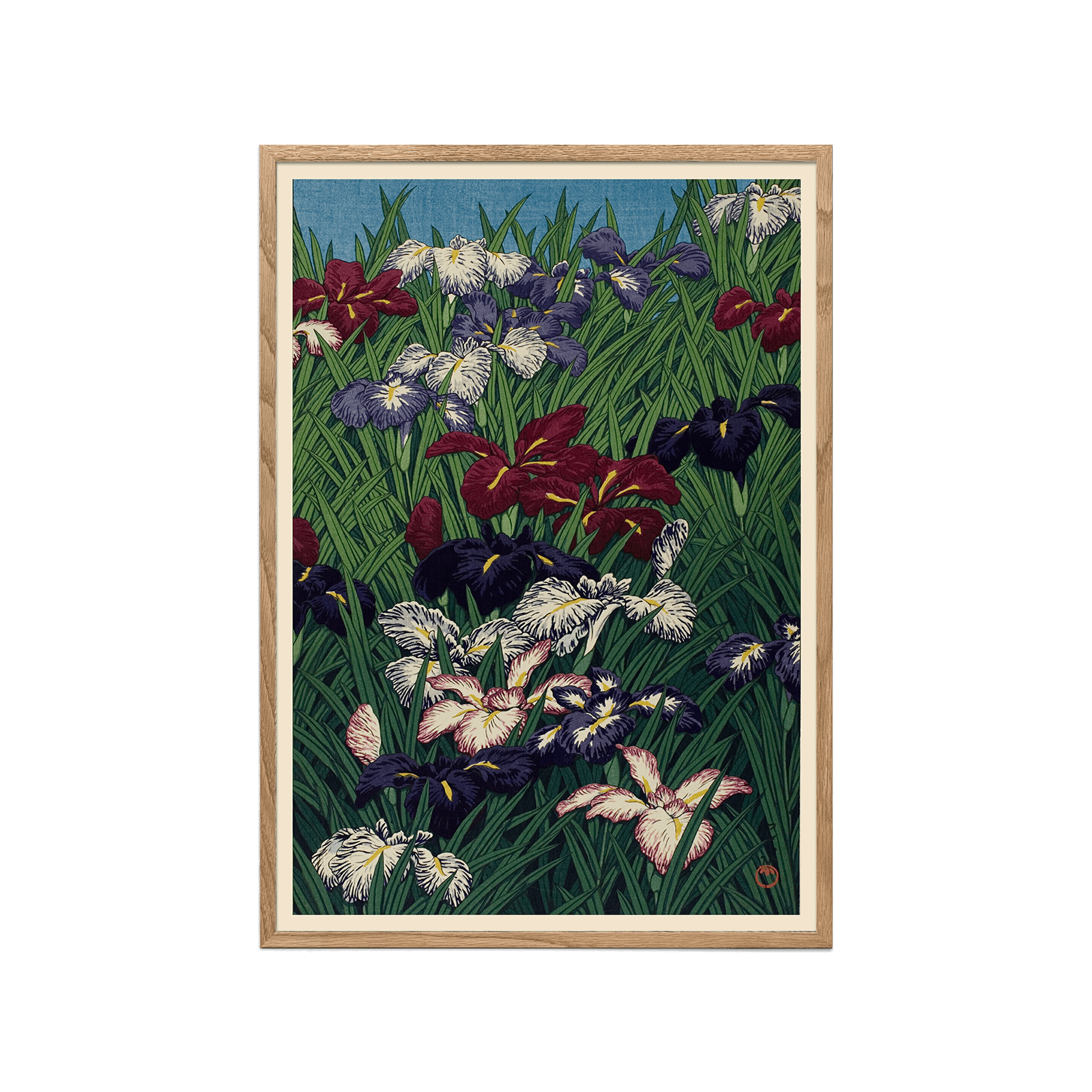 Iris (Ayame)