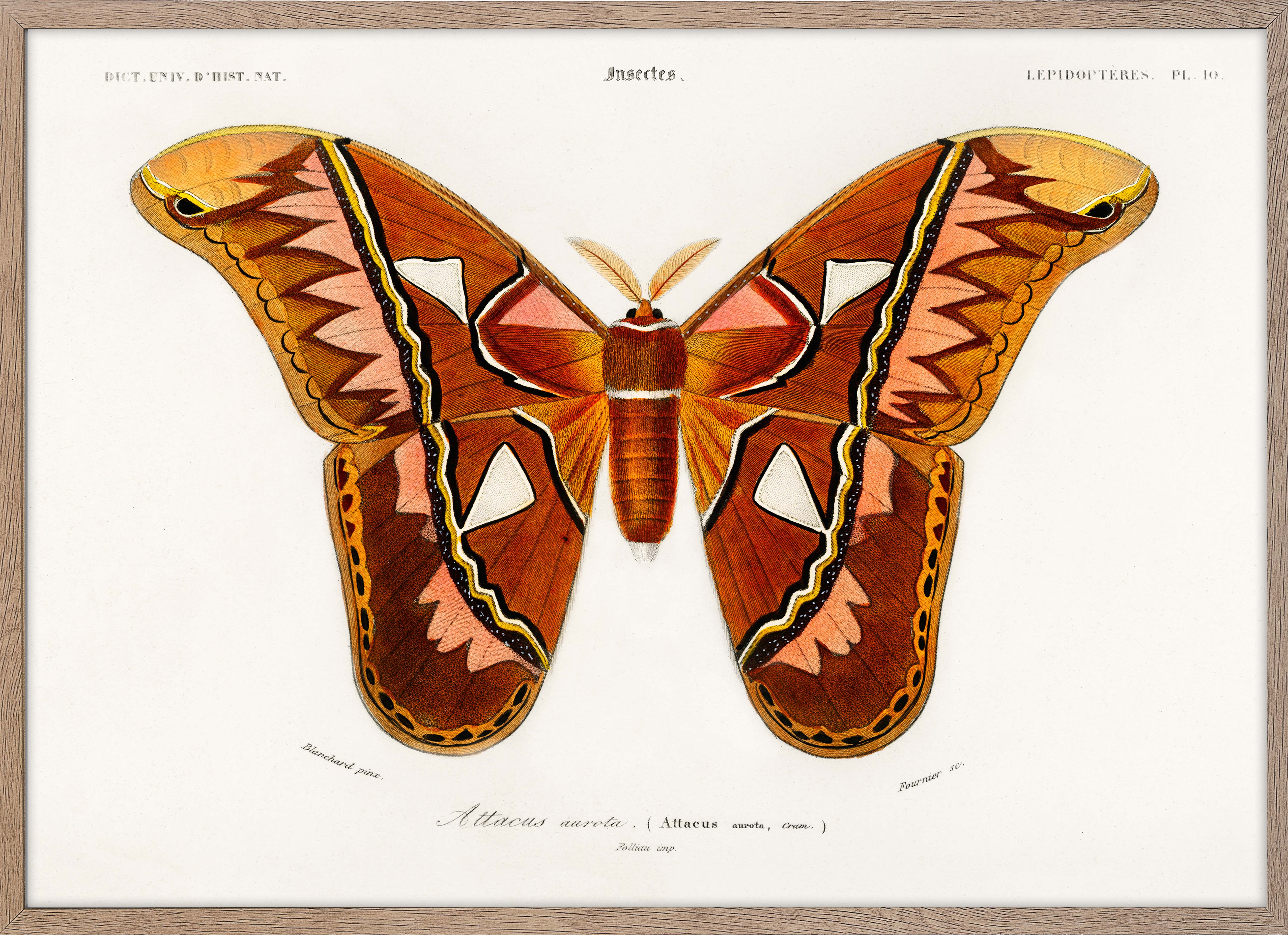 Attacus Atlas Moth (Attacus Aurora)
