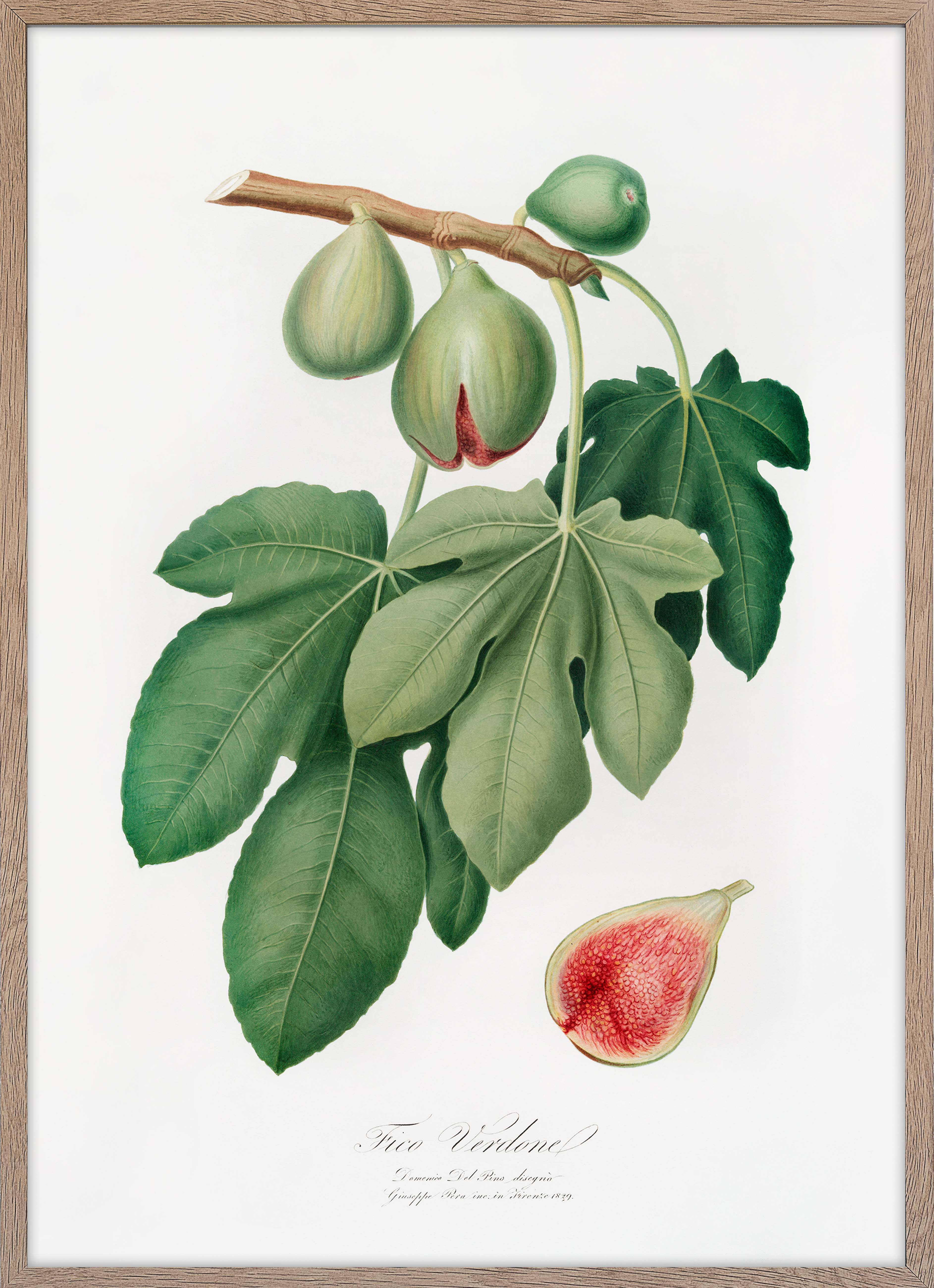 Fig (Ficus carica)