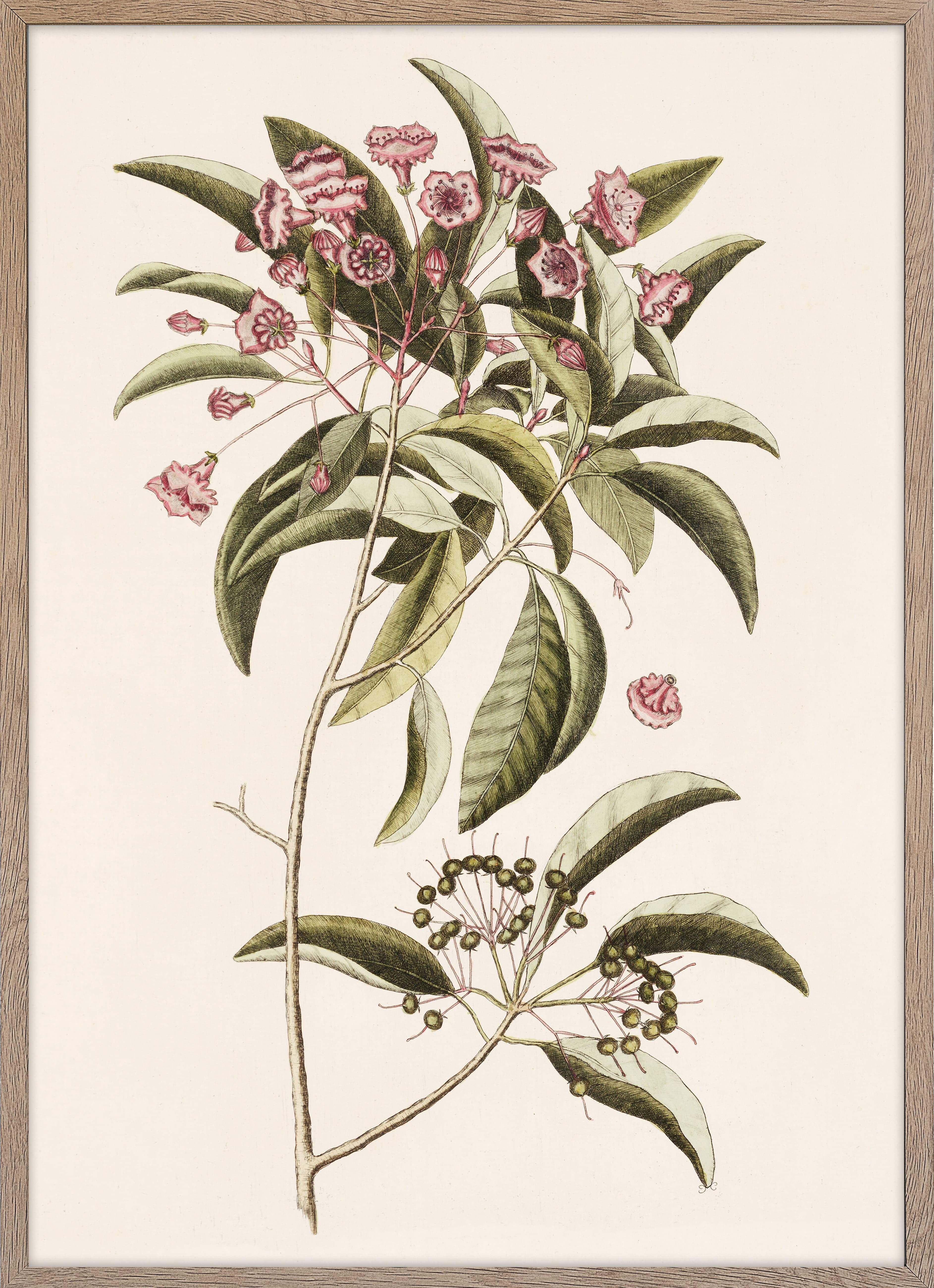 Mountain Laurel