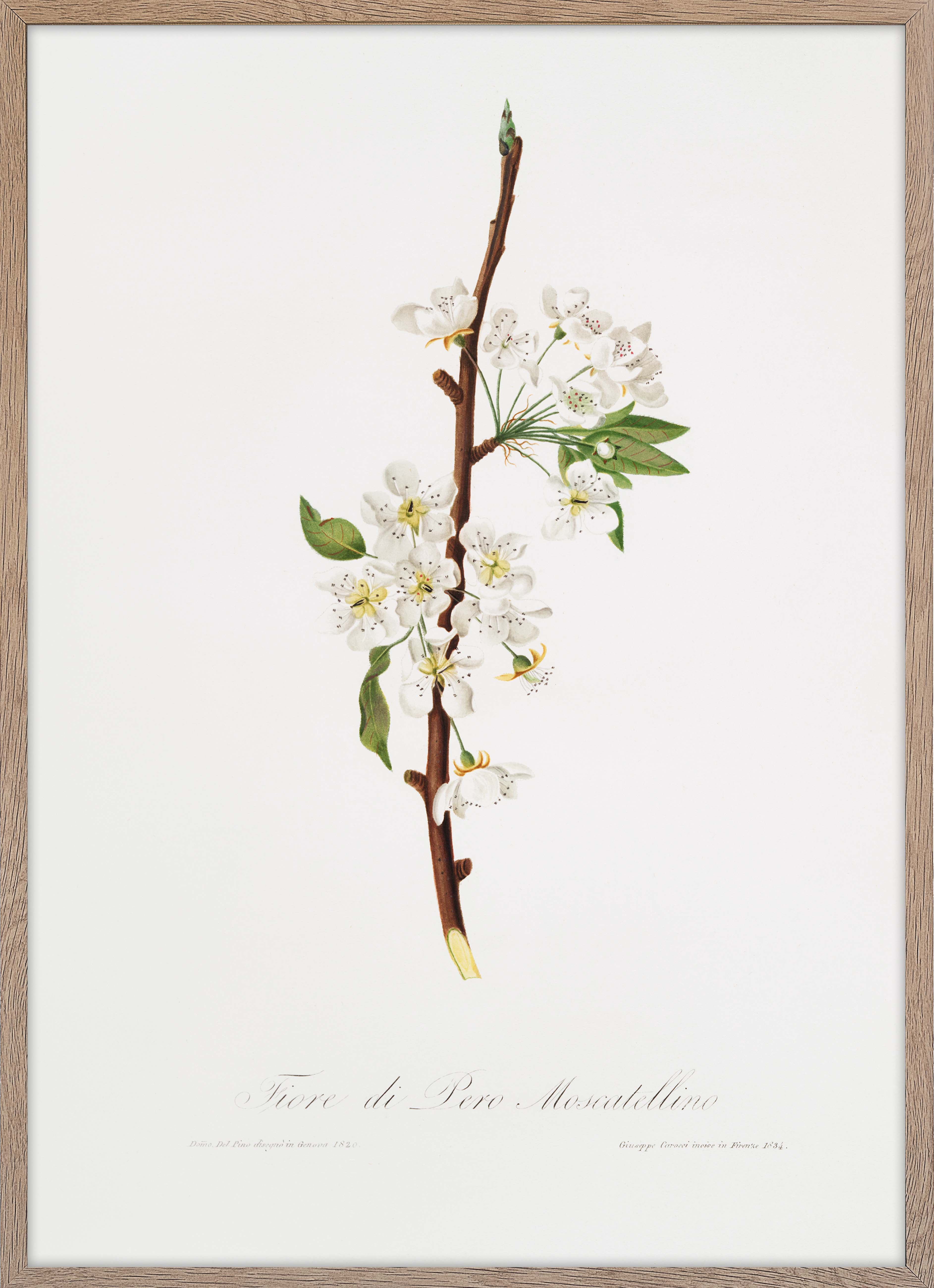 Musky pear flower (Pyrus × bretschneideri)