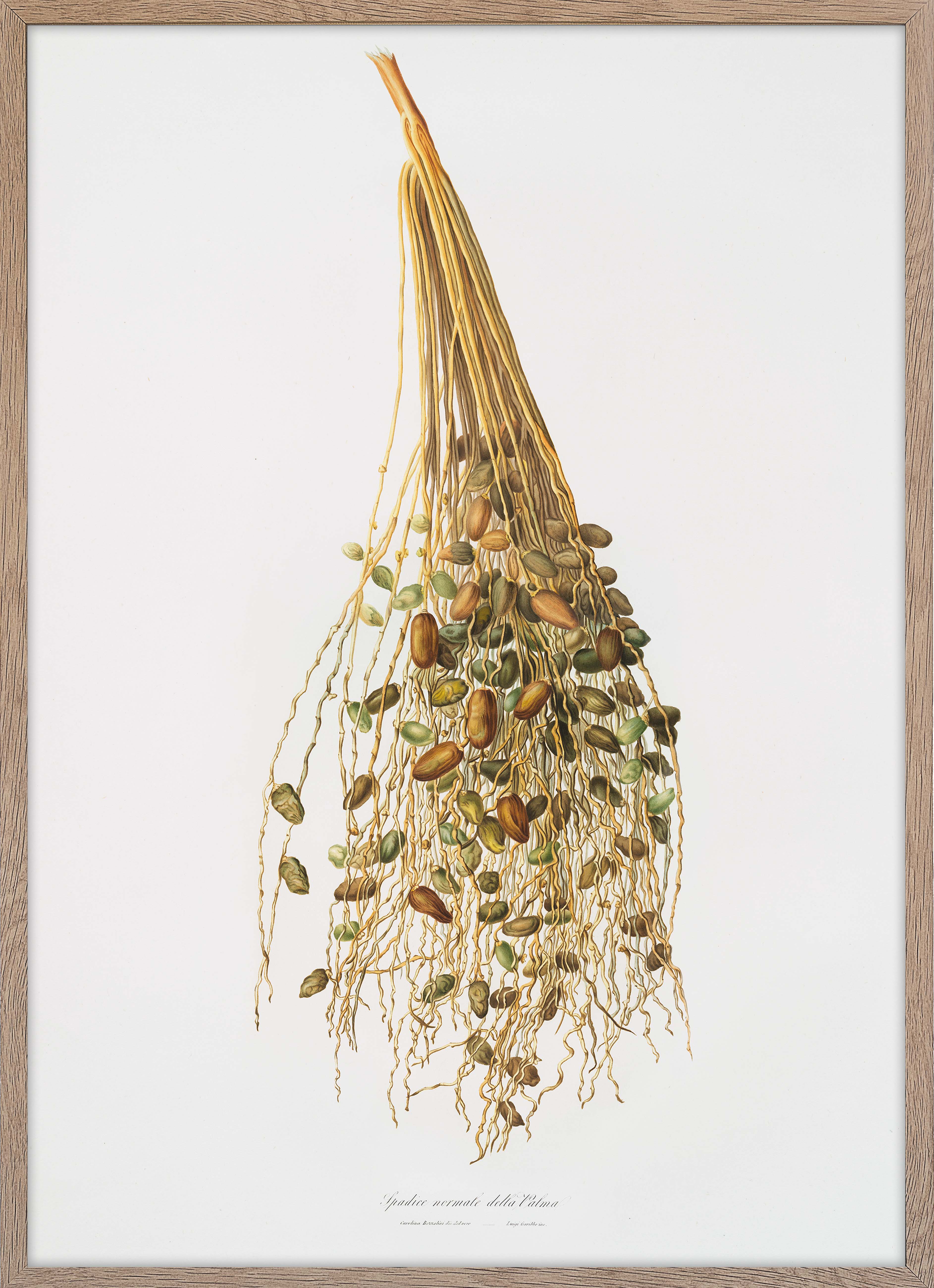 Normal Spadice of the palm (Phoenix)