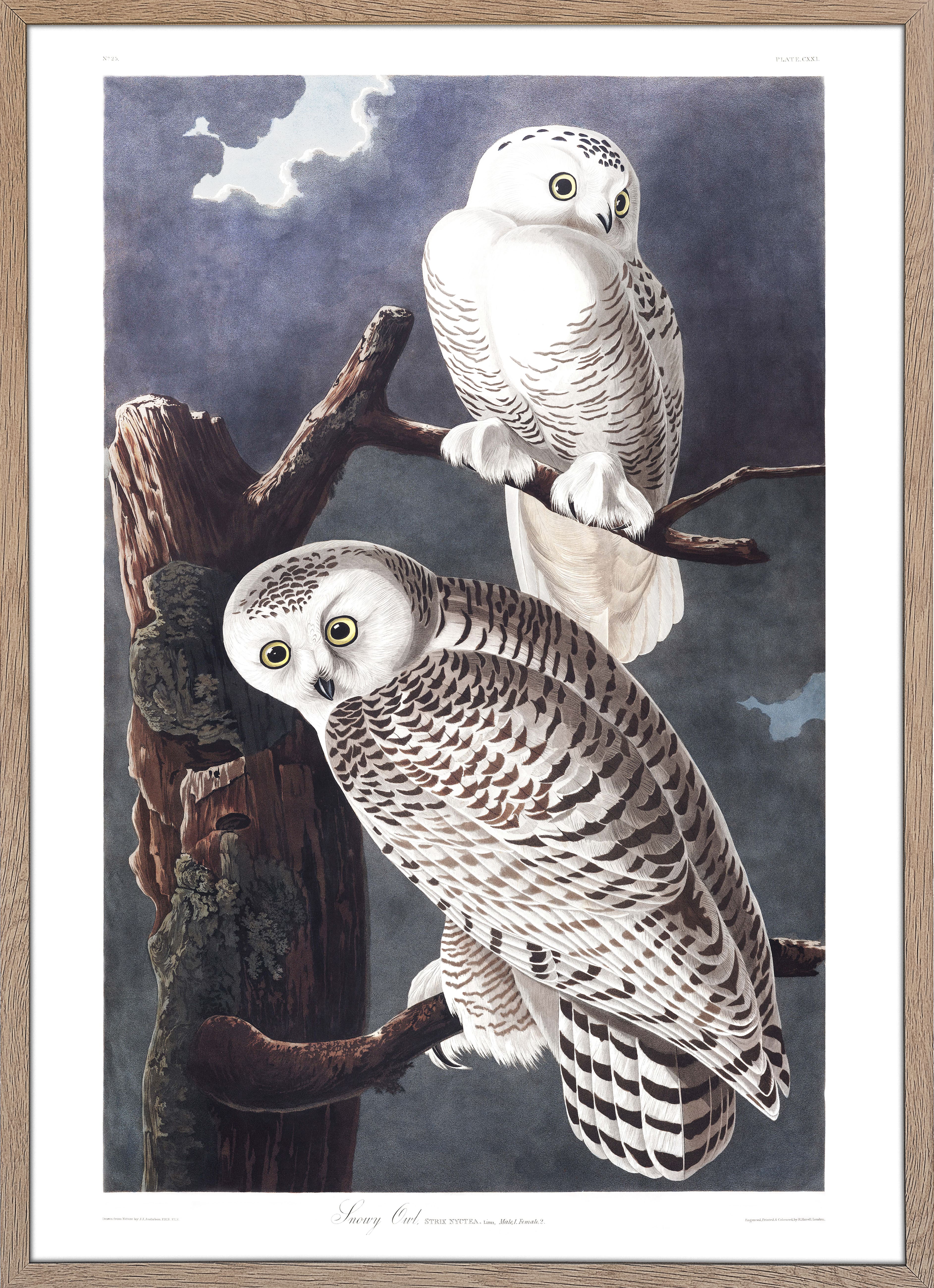 Snowy Owl