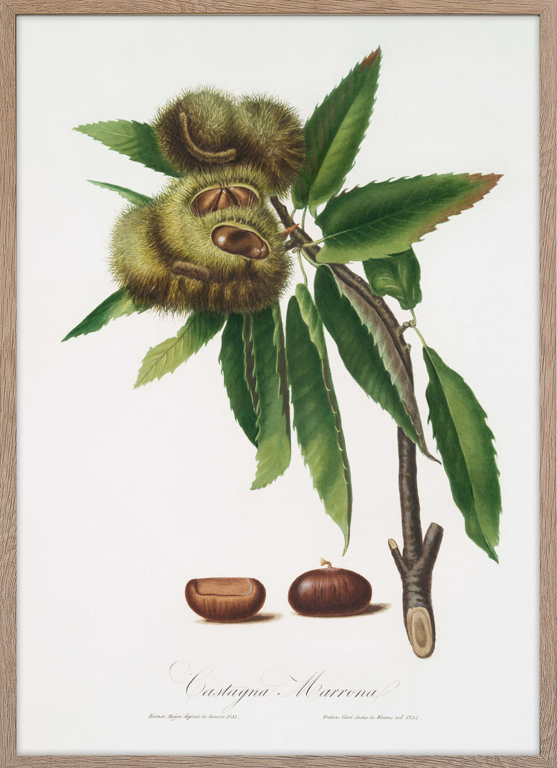 Spanish Chestnut (Castanea)