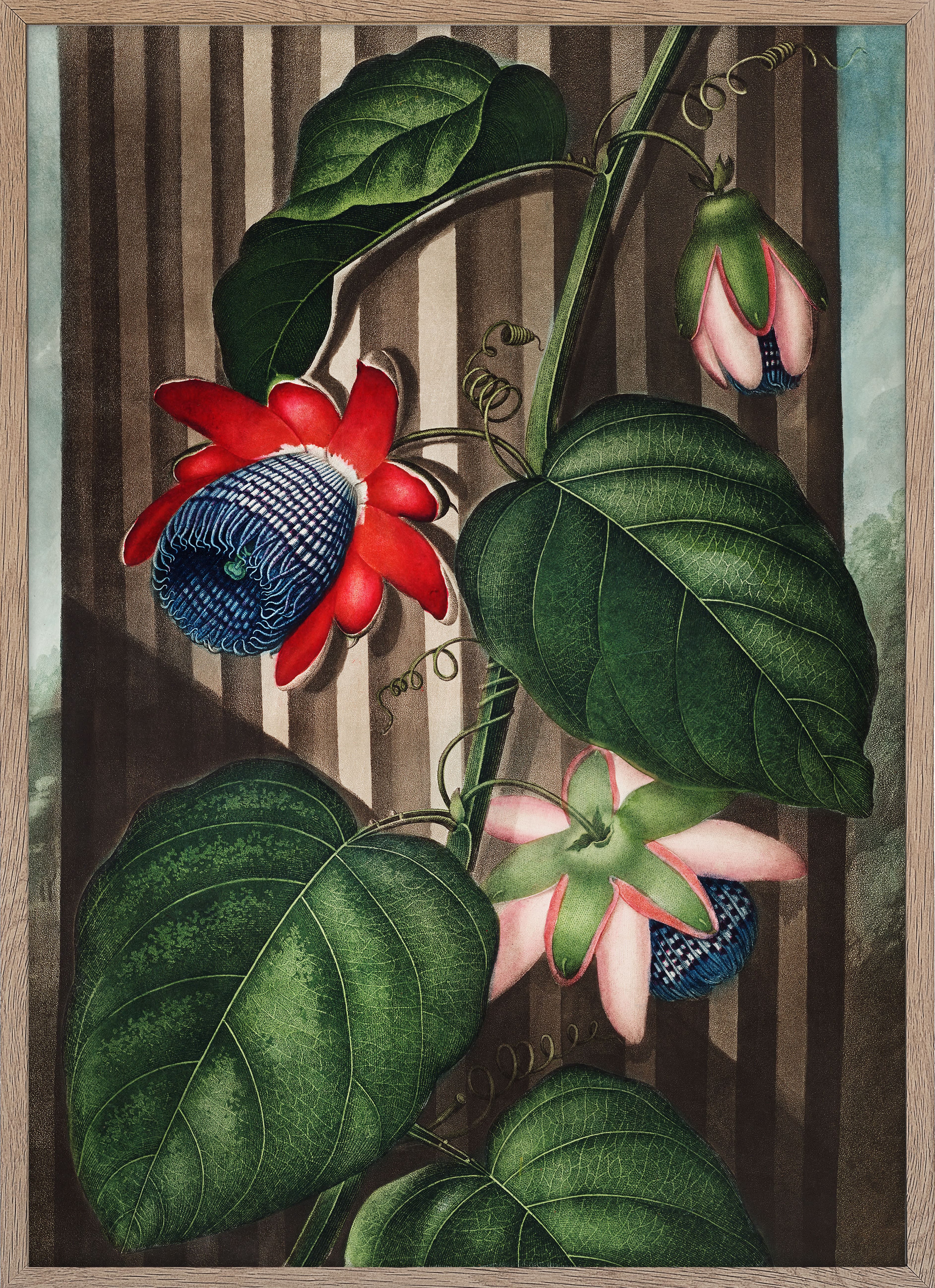 The Winged Passion-Flower