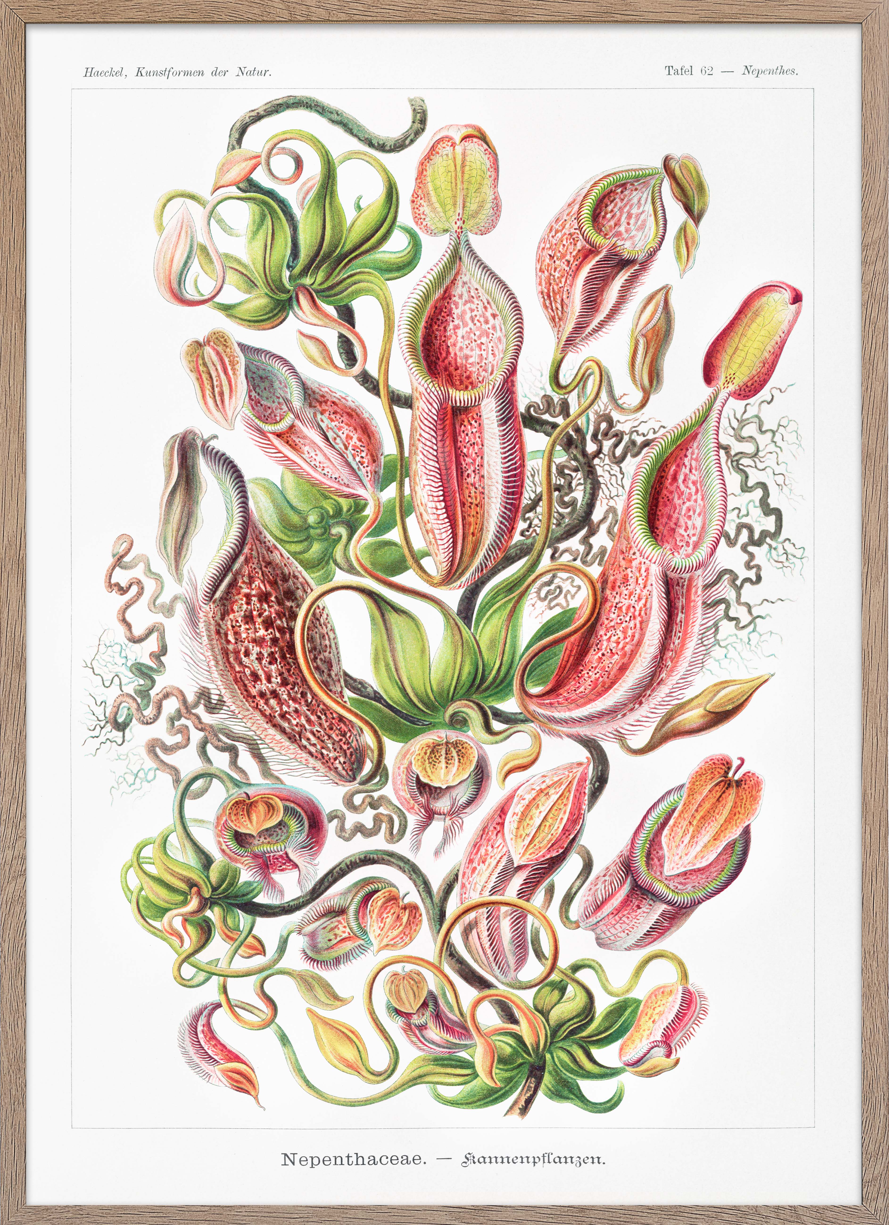 Nepenthaceae