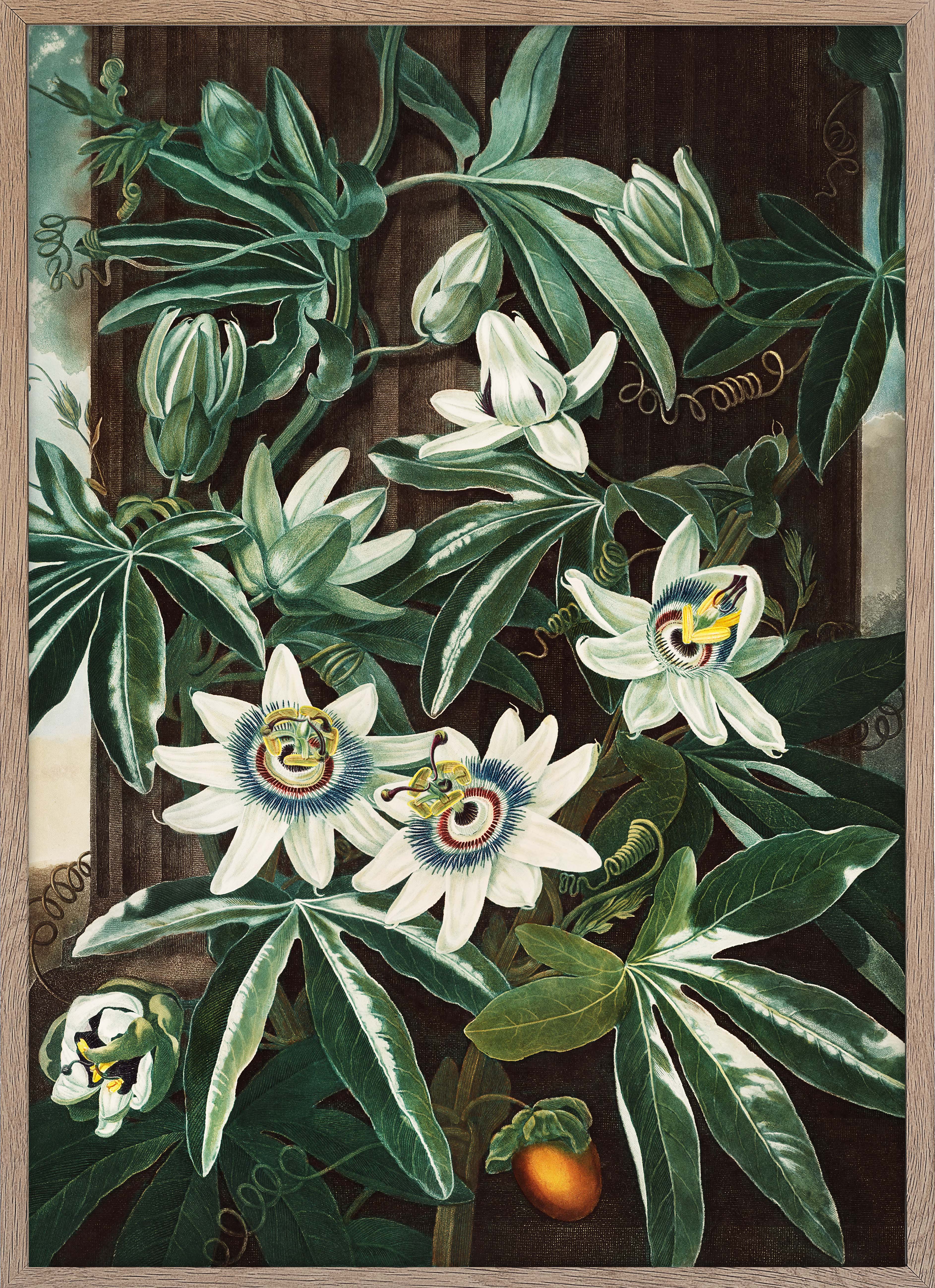 The Passiflora Cerulea