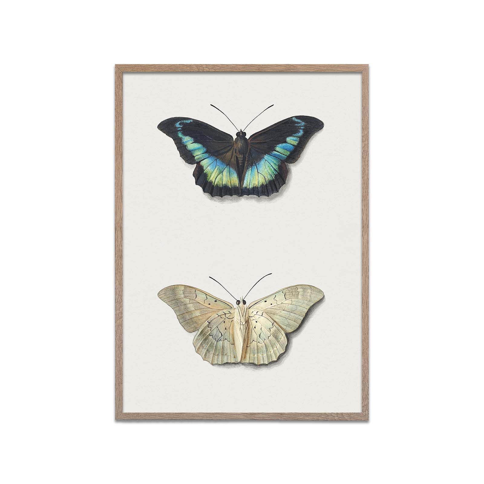 Two Butterflies