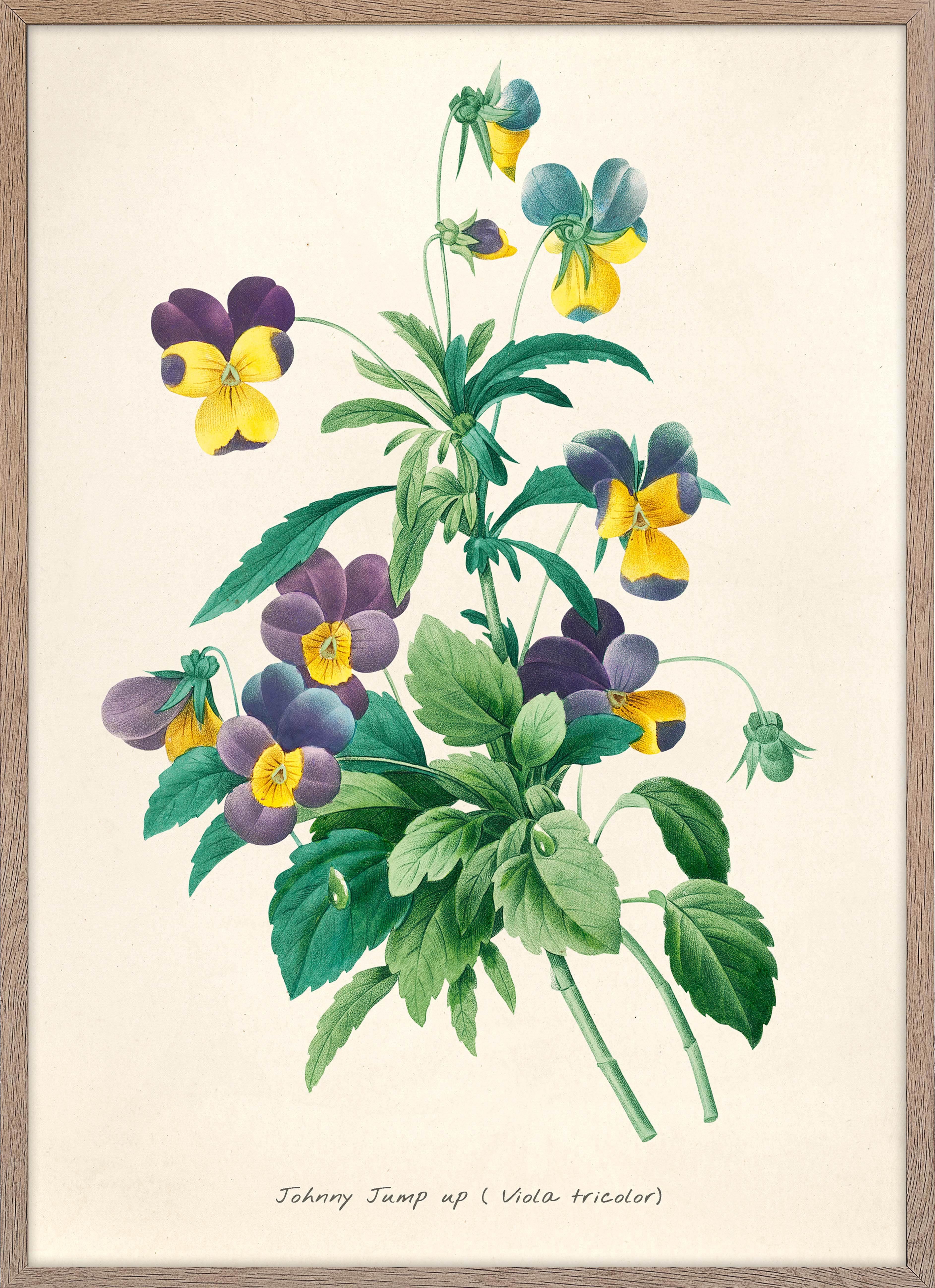 Viola Tricolor