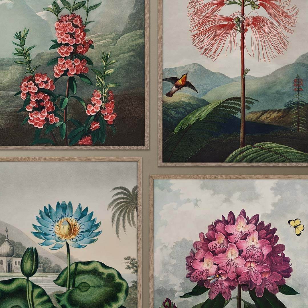 Beautiful prints og flower and botanicals by Robert John Thornton from Temple of Flora