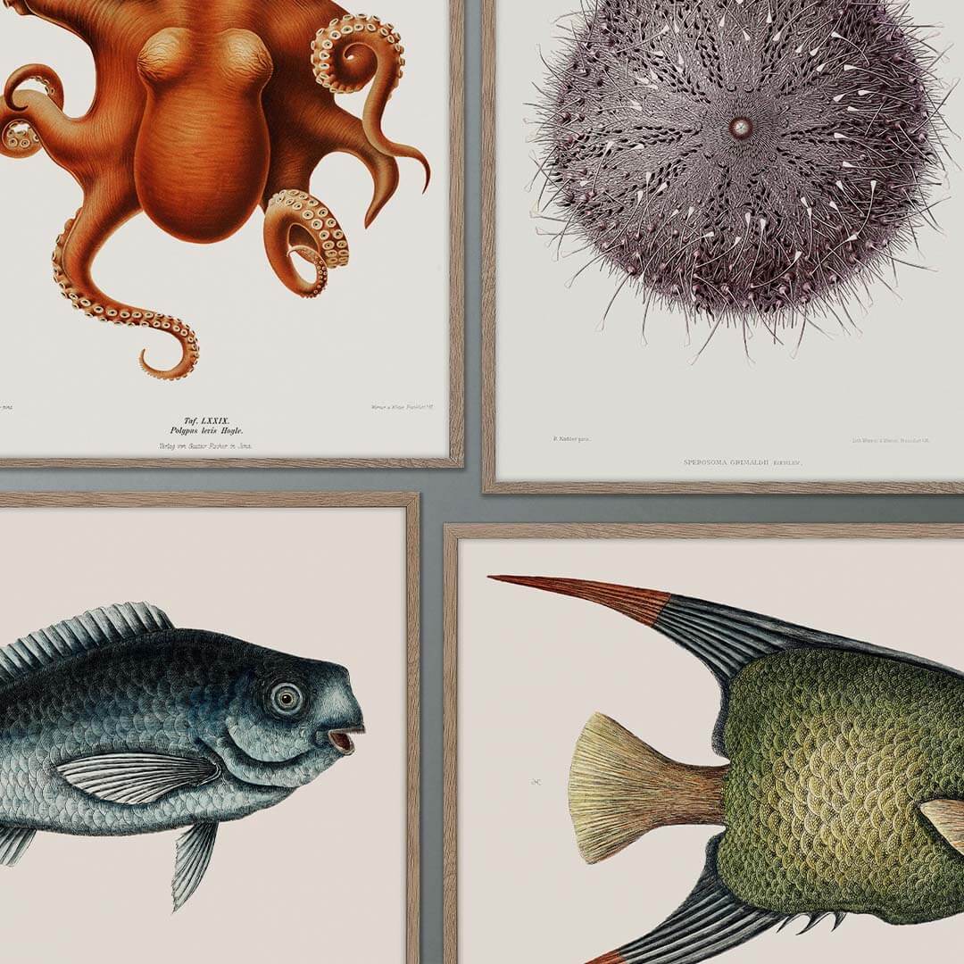 Heritage prints of fish, sea stars and other species from under the water