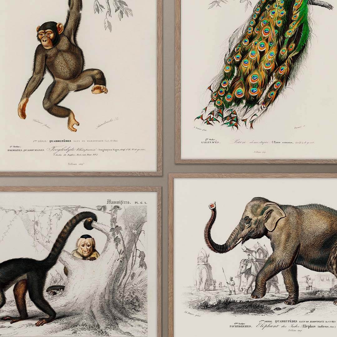Animals