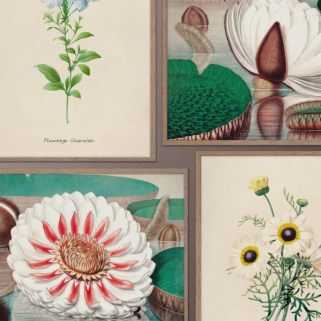 Botanical Prints