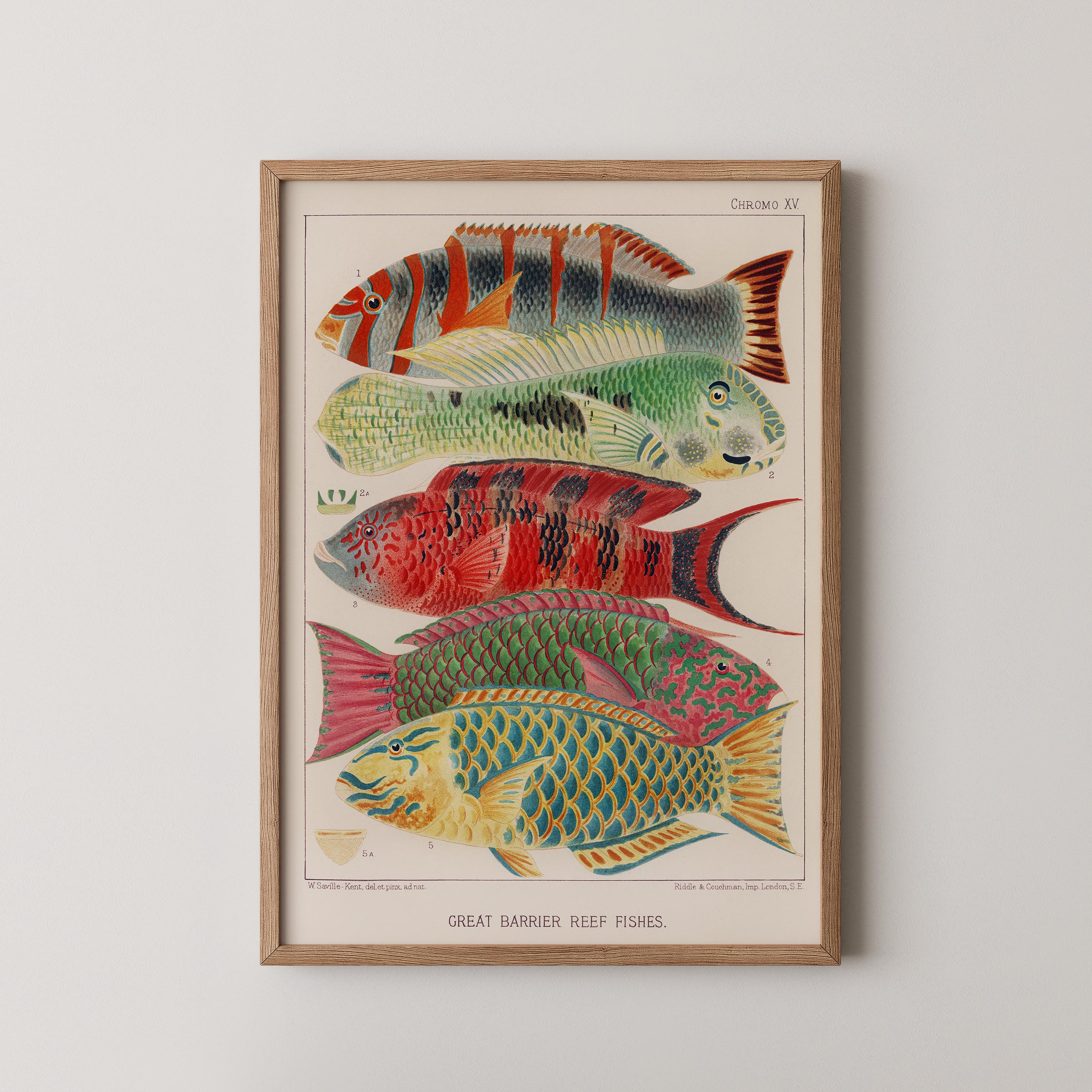 Great Barrier Reef Fishes