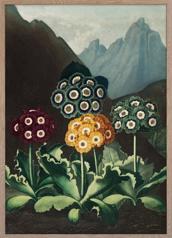 A Group of Auriculas