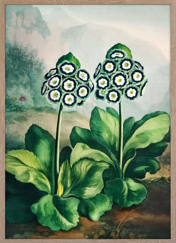 A Group of Green Auriculas