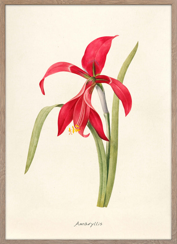 Amaryllis