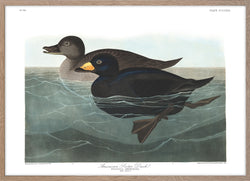 American Scoter Duck