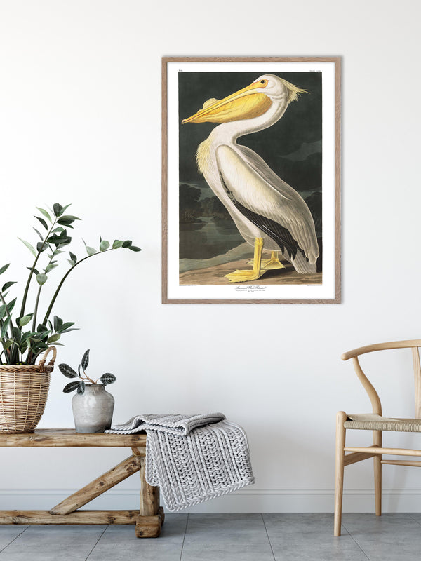 American White Pelican