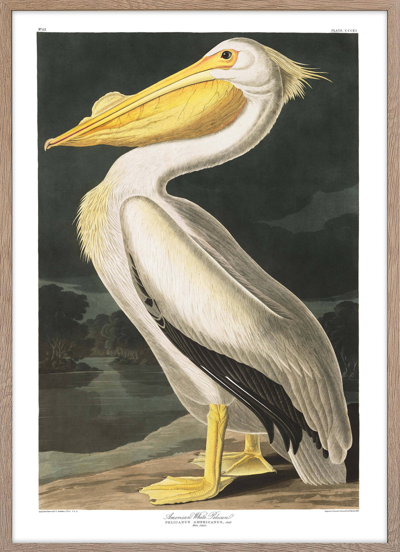 Poster of American White Pelican from Birds of America