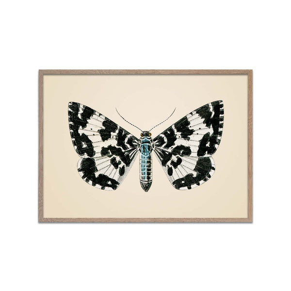Argent and Sable Moth