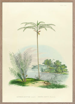 Palms poster of Astrcaryum Acaule and Oenocarpus Bataua from Palmarum collection.