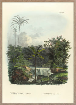 Palms illustration of Astrocaryum Laurari and Leopoldina Pulchra from Palmarum.