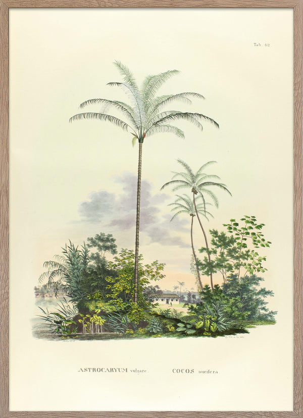Art print of Astrocaryum Vulgare and Cocos Nueifera from Palmarum.