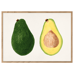 Avocados (Persea)