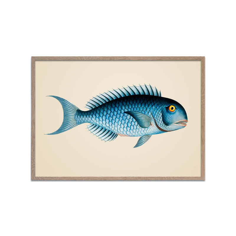 Blue Fish