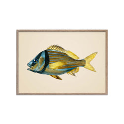 Blue Yellow Fish