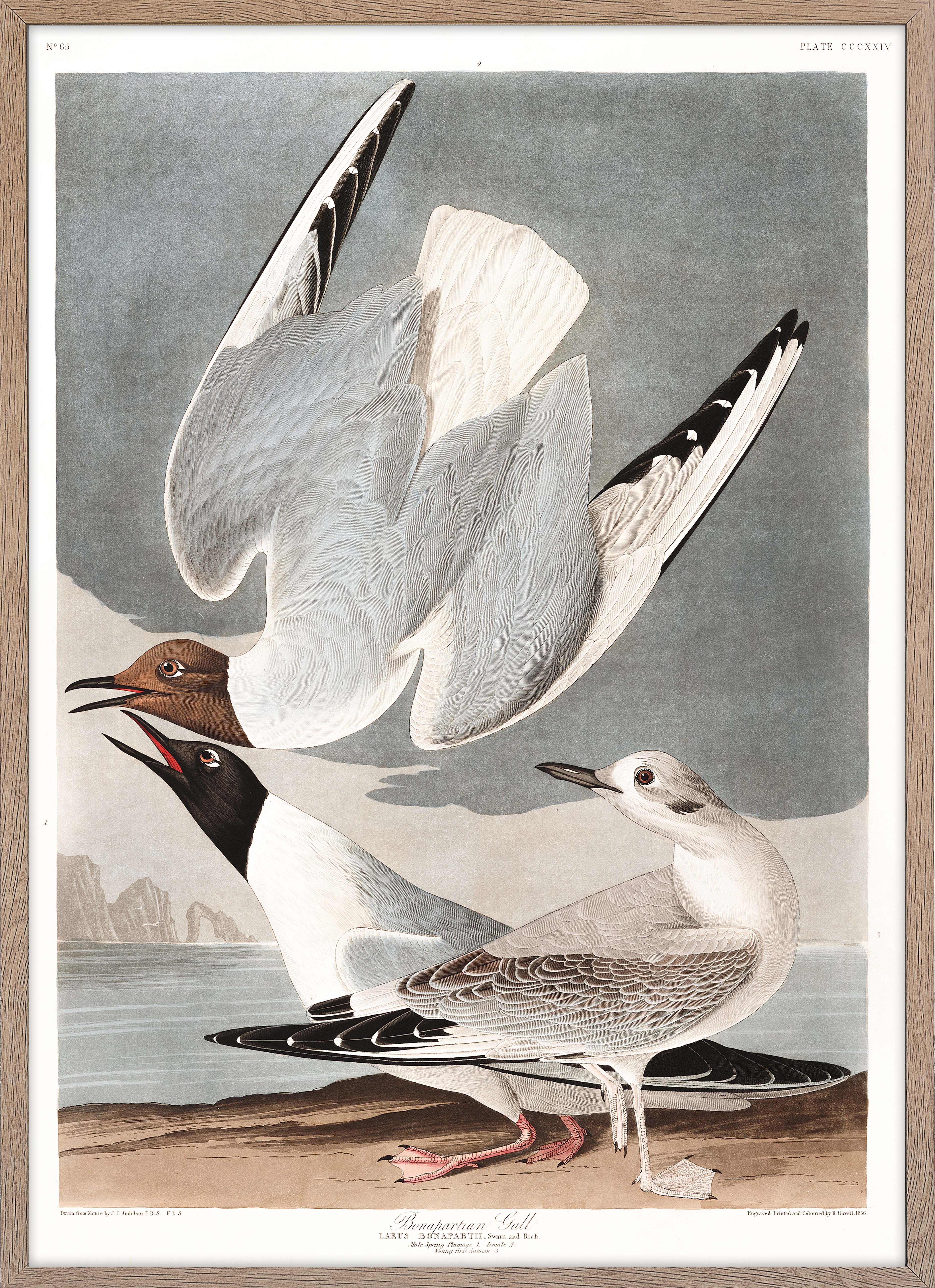 Bonapartian Gull