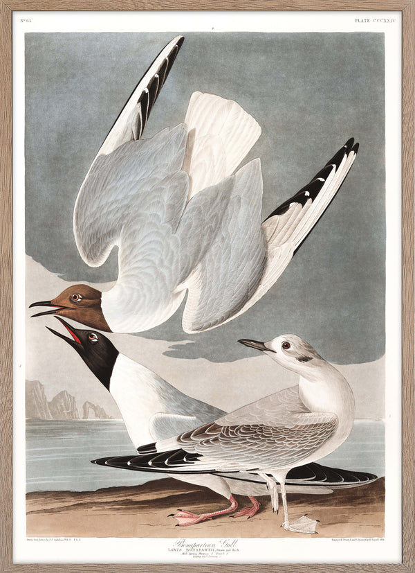 Bonapartian Gull