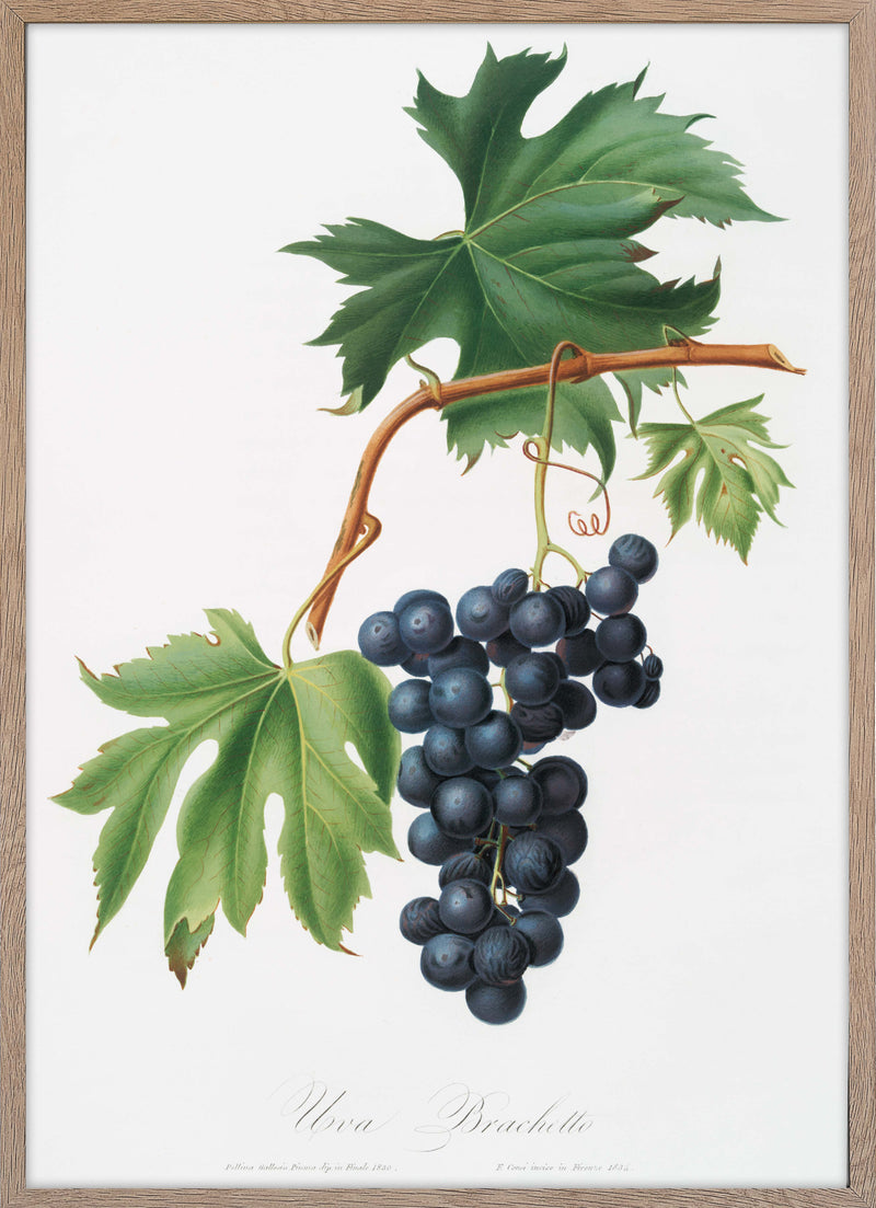 Brachetto Grape (Vitis Vinifera Niceaensis)