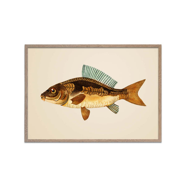 Brown Carp Fish