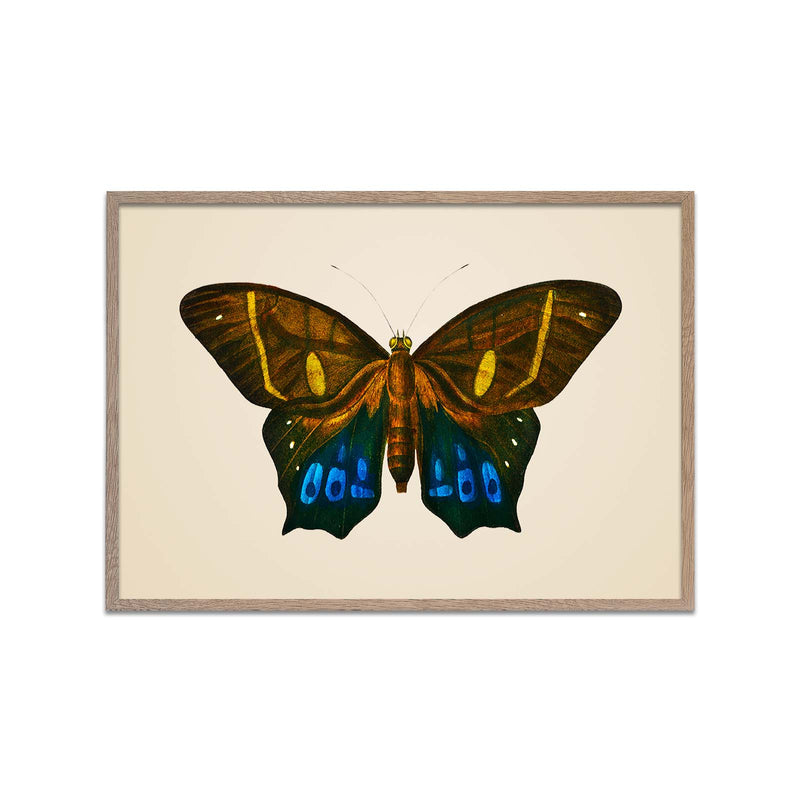 Brown Morpho Butterfly