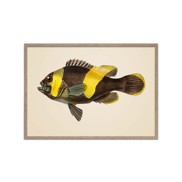 Brown Yellow Fish