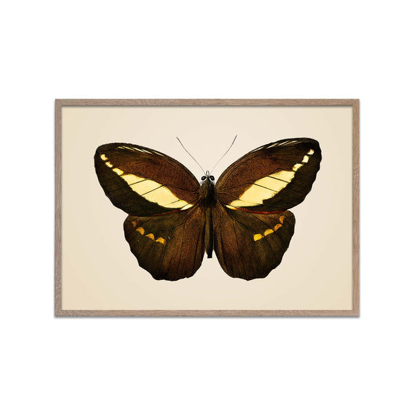Brown and Yellow Butterfly
