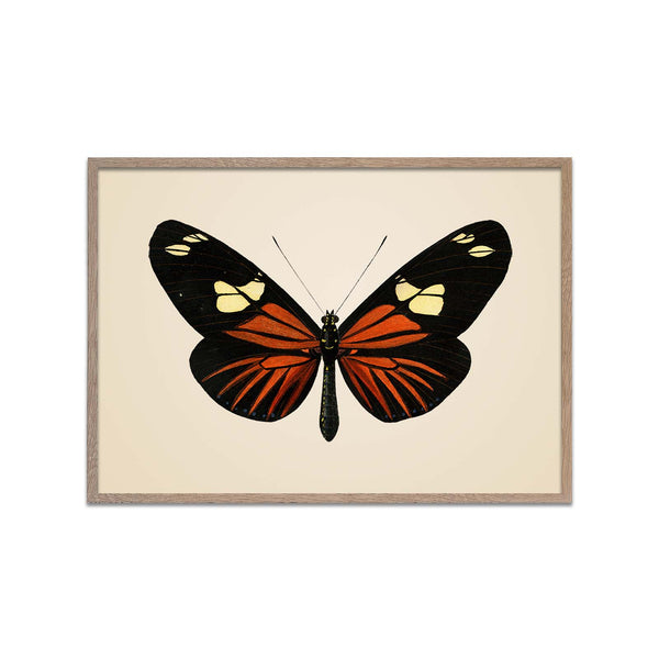 Brush-footed Butterflies