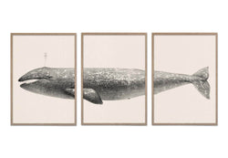 California Gray Whale 3in1