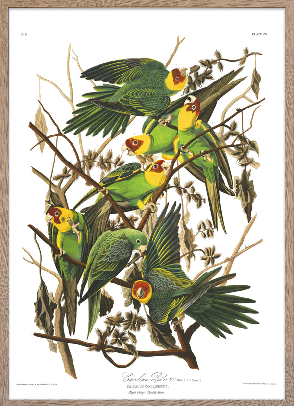 Carolina Parakeet