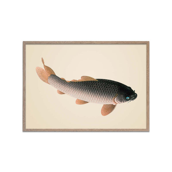 Carp Fish